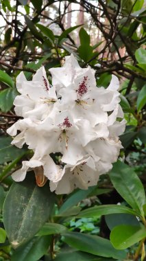 Beyaz manolya çiçekleri bir ağaçta zarafetle çiçek açar. Zarafet ve barışçıl güzellik hissi..