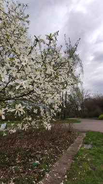 Yumuşak güneş ışığında narin manolya yaprakları. Tazelik ve doğal saflık.