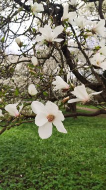 Yumuşak güneş ışığı, çiçek açan manolya çiçeklerini aydınlatır. Zarafet ve ince güzellik..