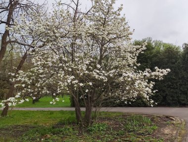Manolya hafif bir esintide hafifçe sallanır. Sakinlik ve arıtılmış çiçek estetiği..
