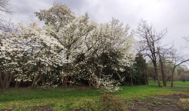 Manolya hafif bir esintide hafifçe sallanır. Sakinlik ve arıtılmış çiçek estetiği..