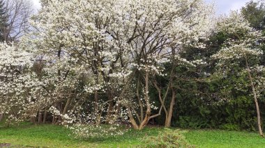 Manolya hafif bir esintide hafifçe sallanır. Sakinlik ve arıtılmış çiçek estetiği..