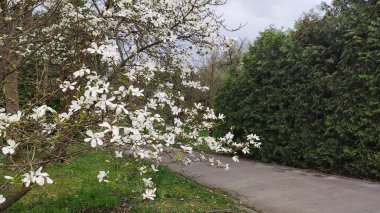 Yeşilliklerle çevrili beyaz manolya çiçekleri. Huzur ve doğal zarafet.