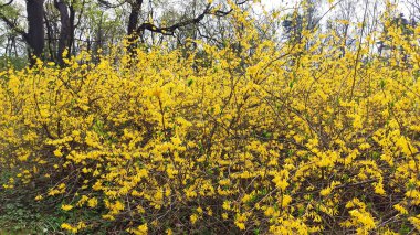 Parkta bir sürü çiçek açılır. Sakinlik ve doğanın takdir edilmesi..