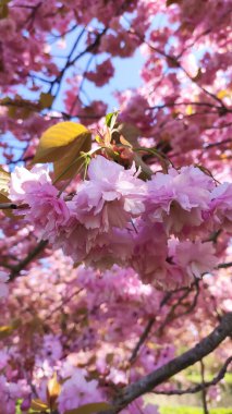Yapraklar parktaki bahar havasında hafifçe sürüklenirler. Sakin hareket ve çiçek zarafeti.