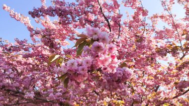 Sessiz bir park yolu Sakura tarafından tamamen çiçeklenir. Huzur ve pastel zarafet.