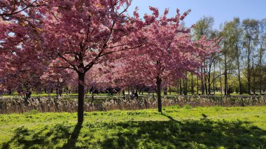 Bahar güneşi çiçekli sakura dallarının arasından süzülür..
