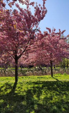 Kiraz çiçekleri yumuşak renklerle manzarayı aydınlatır..