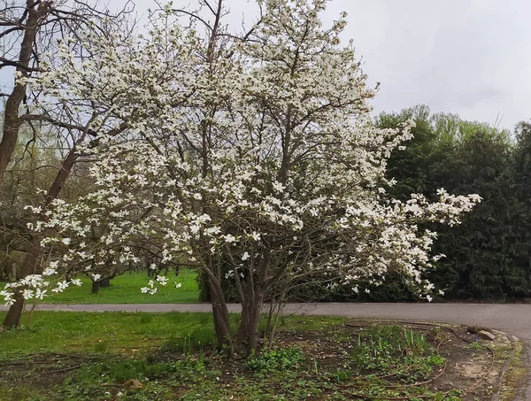 Manolya hafif bir esintide hafifçe sallanır. Sakinlik ve arıtılmış çiçek estetiği..