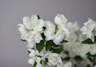 Işık duvarına yaslanmış bir buket Philadelphia çiçeği. Tazelik ve zarif ev dekorasyonu.