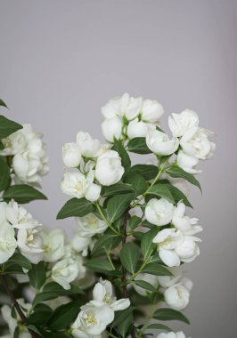 Beyaz the Philliphus çiçekleri minimalist bir iç mekanı aydınlatır..