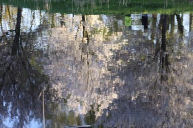 Çiçek açan ağaçlar, bahar parkındaki sakin bir gölette açıkça yansıyor..