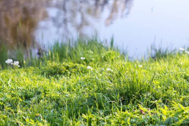 Güneş ışığı yansıtıcı park suyunda parıldıyor. Sıcak ve huzurlu bir açık hava..