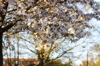 Narin beyaz çiçekler meyve ağaçlarının dallarını kaplar. Tazelik ve huzur dolu bir açık hava..