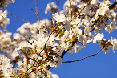 Narin beyaz çiçekler meyve ağaçlarının dallarını kaplar. Tazelik ve huzur dolu bir açık hava..