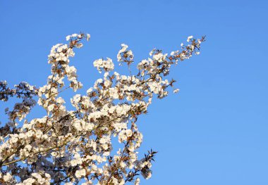 Ağaç dallarında beyaz çiçekler. Narin güzellik ve bahar tazeliği.