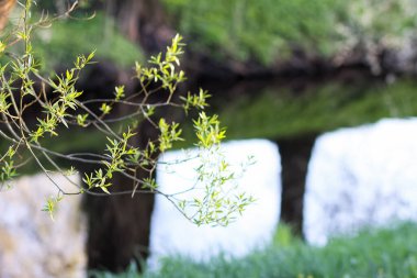 Güneşli bir bahar parkı yeşil bitkilerle çevrili sakin bir gölet.