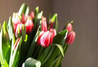 Vazodaki laleler pencerenin yanında gün ışığını yakalar. Tazelik ve davetkar iç mekan.