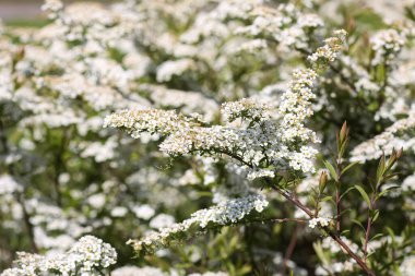 Meyve dalları parlak beyaz çiçeklerle süslenmiştir. Zarafet ve mevsimsel çiçek.