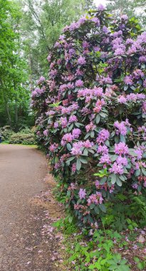 Bir park parlak renklerde çiçek açan rhododendron çalılarıyla doludur. Mevsimlik güzellik ve neşeli bahar atmosferi.
