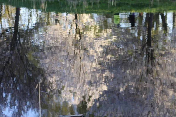 Çiçek açan ağaçlar, bahar parkındaki sakin bir gölette açıkça yansıyor..
