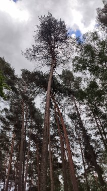 Çam ağaçlarının tepeleri kasvetli gri gökyüzüne karşı yükselir. Karamsar ve atmosferik orman manzarası.
