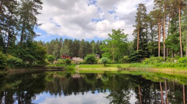 Ağaçlar, güneşli bir park göletinin yanında yumuşak gölgeler bırakarak rahatlatıcı ve dinlendirici bir hava yaratırlar..