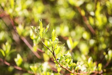 Taze yeşilliklerle parlayan bir bahar parkı.