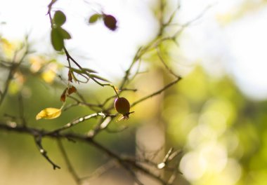 İnce bir dalda dogrose üzümü yetişir. Doğal canlılık ve mevsimsel bolluk.