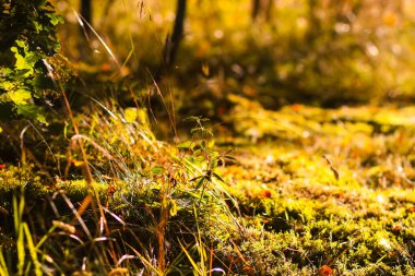 Ilık güneş ışığı otların rengini artırır.
