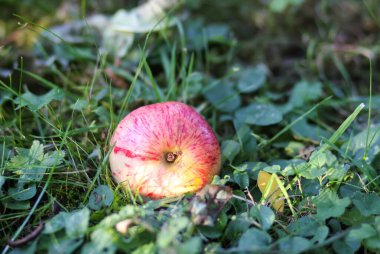 Olgunlaşmış elmalar güneş ışığı altında yeşil çimlerin arasında.