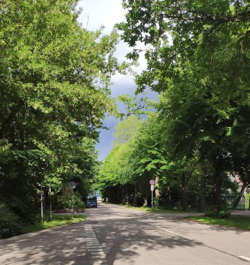 Güneş ışığı yolları ve taze yaprakları aydınlatır..