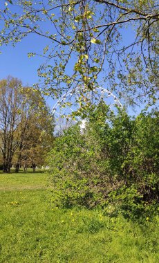 Dönme dolap taze bahar yeşilliklerinin arasında duruyor. Eğlence ve hareketli atmosfer.