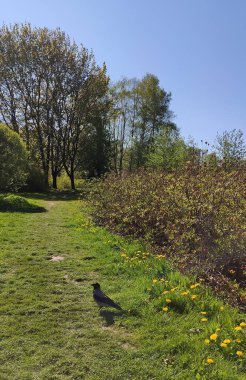 Huzurlu bir bahar parkı yürümeyi ve dışarıda eğlenmeyi davet eder..