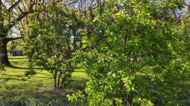 Ağaçlar, çiçekler ve çimenler canlı bir park sahnesi oluşturur. Dinginlik ve yumuşak mevsimsel enerji.