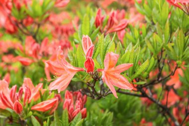 Parlak rhododendron çiçekleri bir bahar parkında bir çalıyı kaplıyor. Taze atmosfer ve doğal bahçe cazibesi.
