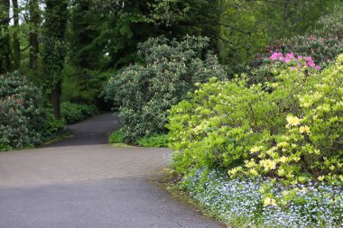 Bir bahar parkında Rhododendron çiçek açar. Canlı çiçek manzarası ve mevsimsel yenilenme.