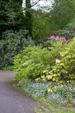Bir bahar parkında Rhododendron çiçek açar. Canlı çiçek manzarası ve mevsimsel yenilenme.
