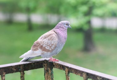 Pas kaplı korkuluklara tünemiş şehir güvercini. Cesur şehir havası, mimari detay ve doğal yaşam adaptasyonu.