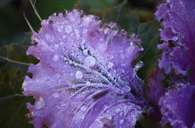 Dekoratif mor lahana yaprağı