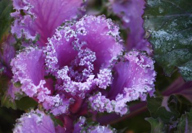 Dekoratif mor lahana yaprakları