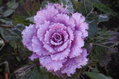 Dekoratif mor lahana yaprakları