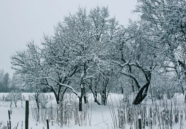 Kış manzarası Bahçe ağaçları ile. — Stok fotoğraf