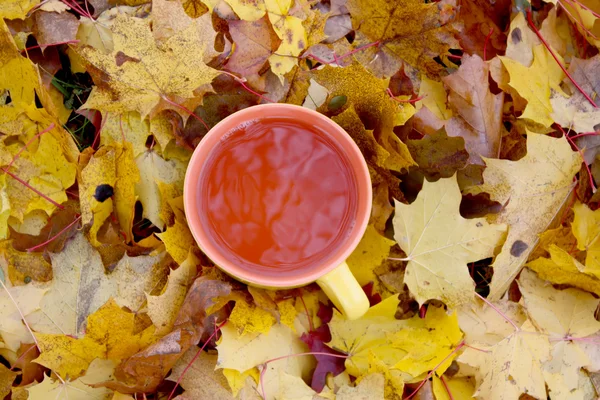 Tasse Tee mit Herbst-Ahornblättern. — Stockfoto