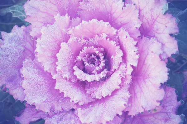 Hojas de col decorativa púrpura — Foto de Stock