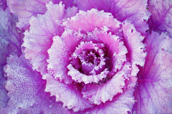 紫の装飾的なキャベツの葉 — ストック写真
