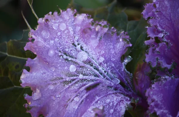 Фиолетовый декоративный лист капусты — стоковое фото
