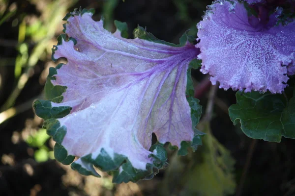 Фиолетовые декоративные листья капусты — стоковое фото