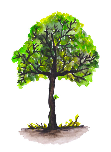 Watercolor tree on white background.