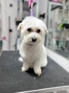 Kısa saçlı, beyaz kürklü bir Maltese köpeği banyo yaptıktan, tarandıktan ve budandıktan sonra siyah bir tımar masasına oturur. 